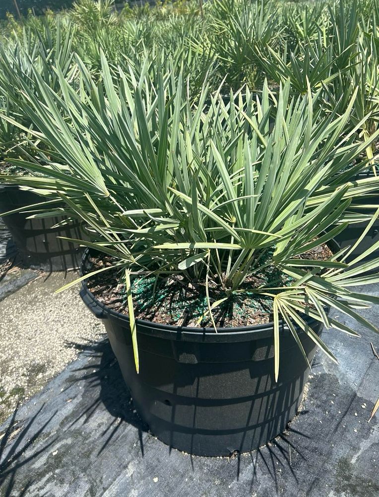 serenoa-repens-cinerea-silver-saw-palmetto