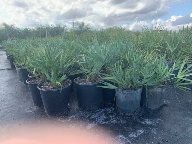 serenoa-repens-cinerea-silver-saw-palmetto