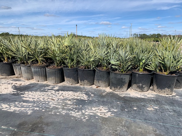 serenoa-repens-cinerea-silver-saw-palmetto