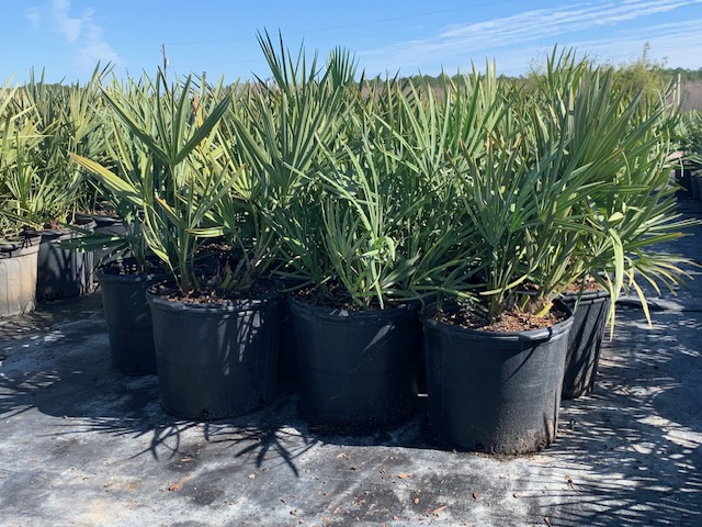 serenoa-repens-cinerea-silver-saw-palmetto