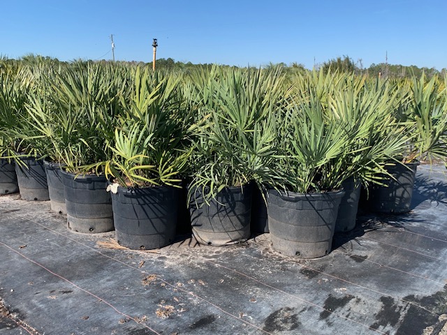 serenoa-repens-cinerea-silver-saw-palmetto