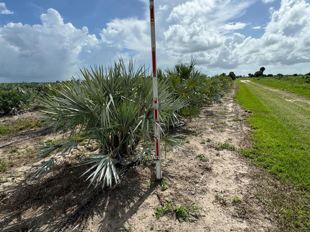 serenoa-repens-cinerea-silver-saw-palmetto