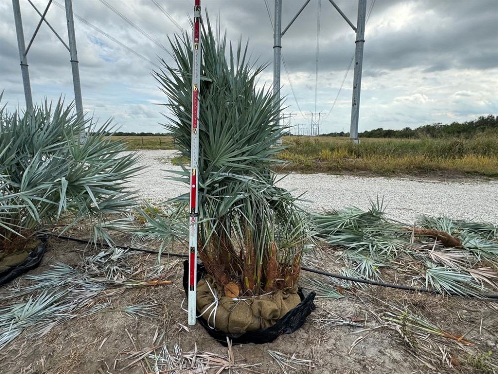 serenoa-repens-cinerea-silver-saw-palmetto