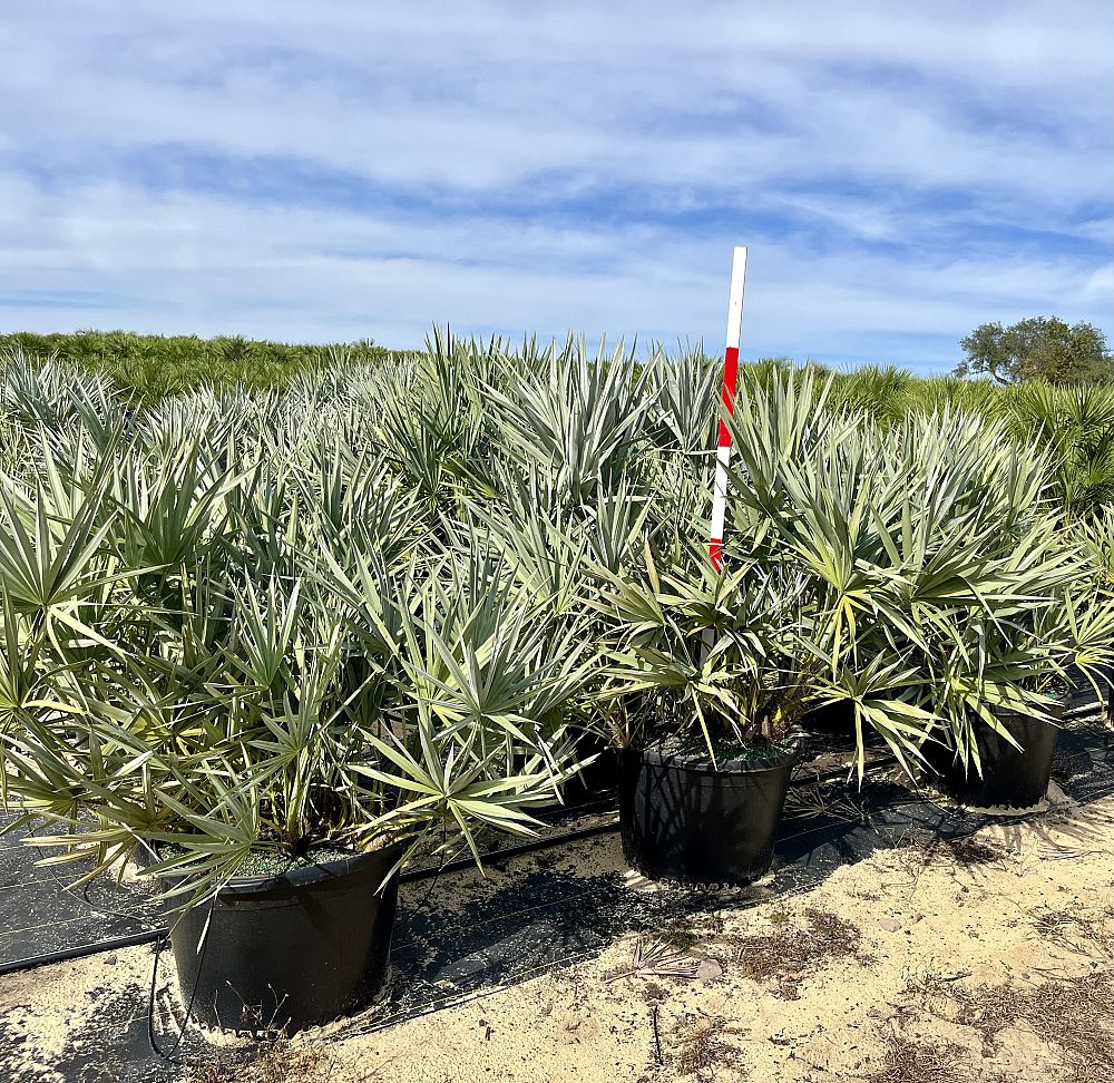 serenoa-repens-cinerea-silver-saw-palmetto