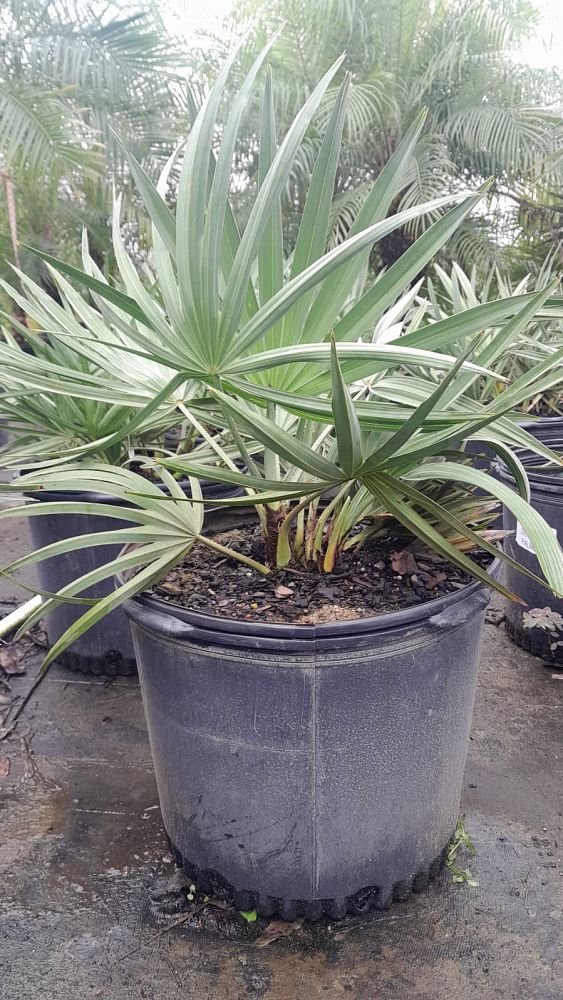 serenoa-repens-cinerea-silver-saw-palmetto