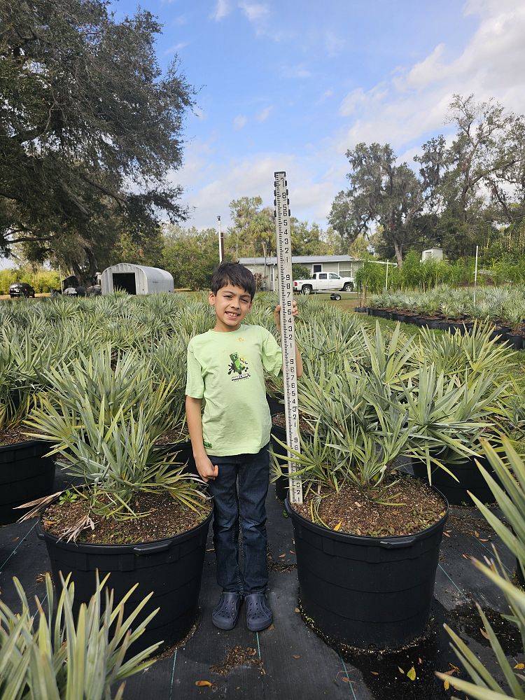 serenoa-repens-cinerea-silver-saw-palmetto