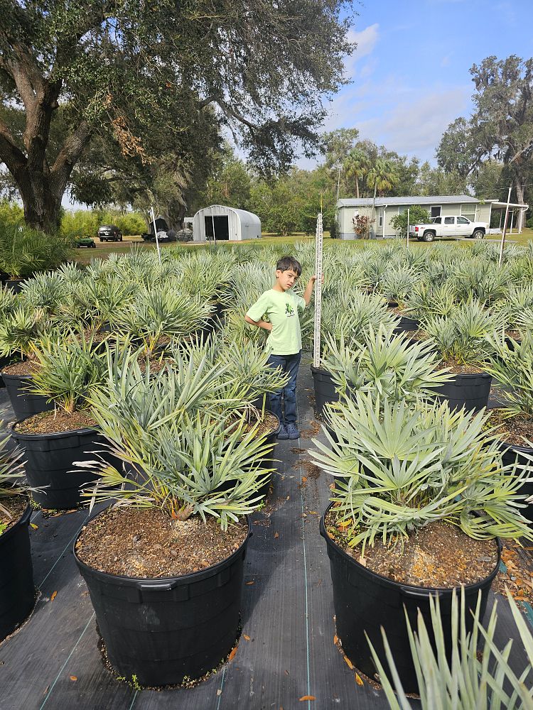 serenoa-repens-cinerea-silver-saw-palmetto