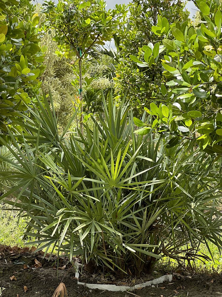 serenoa-repens-cinerea-silver-saw-palmetto