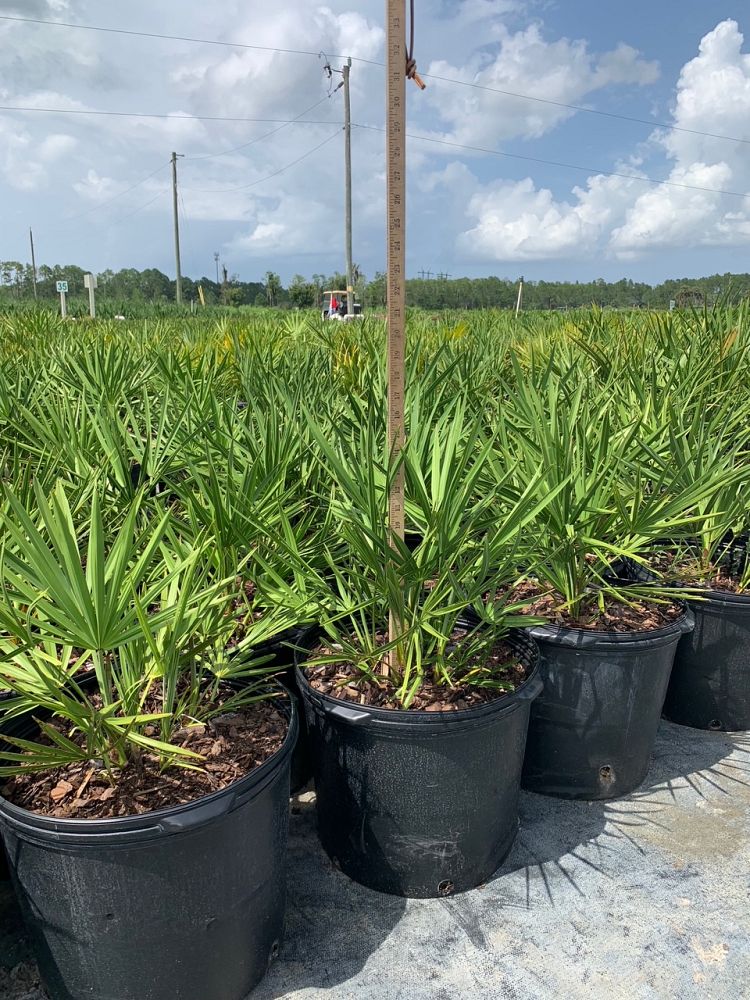 serenoa-repens-saw-palmetto