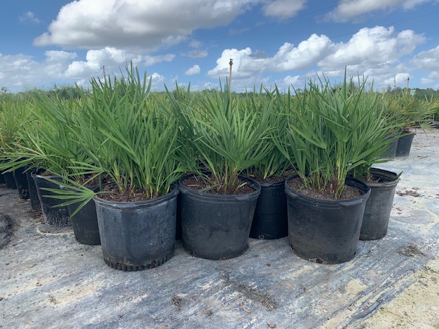 serenoa-repens-saw-palmetto