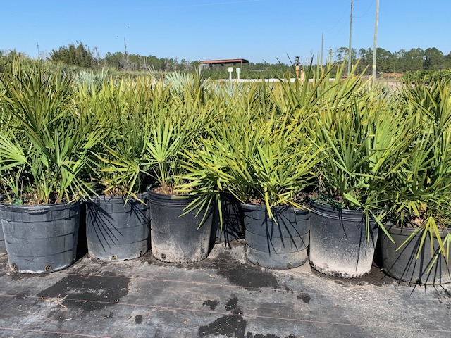 serenoa-repens-saw-palmetto