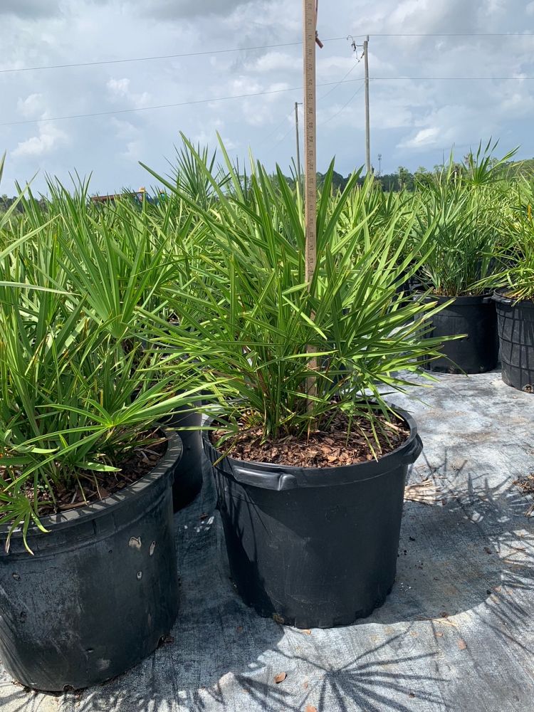 serenoa-repens-saw-palmetto