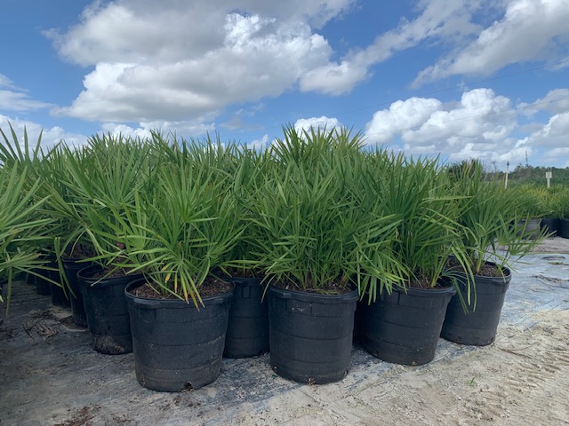 serenoa-repens-saw-palmetto