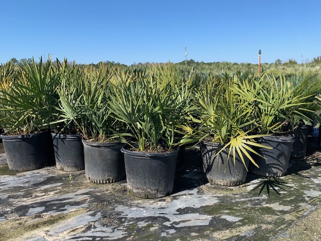 serenoa-repens-saw-palmetto