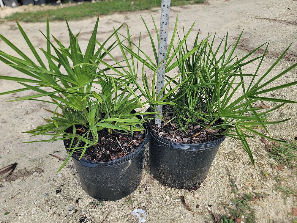 serenoa-repens-saw-palmetto