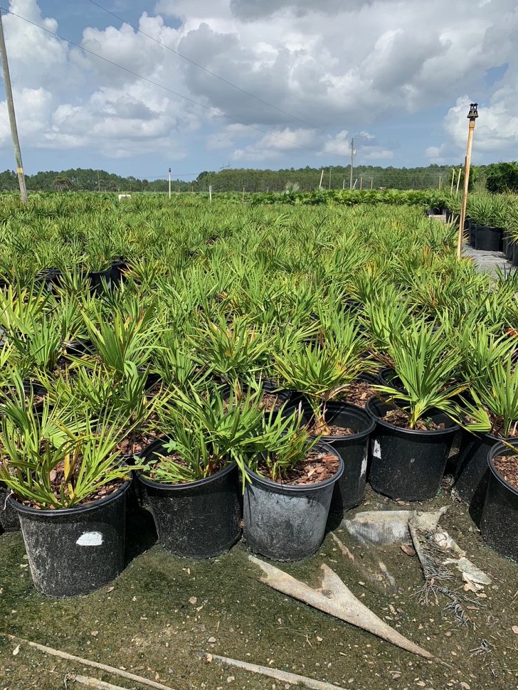 serenoa-repens-saw-palmetto