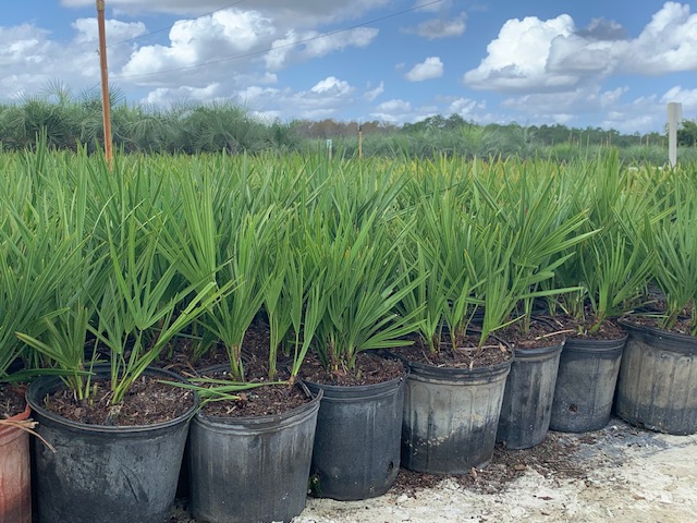 serenoa-repens-saw-palmetto