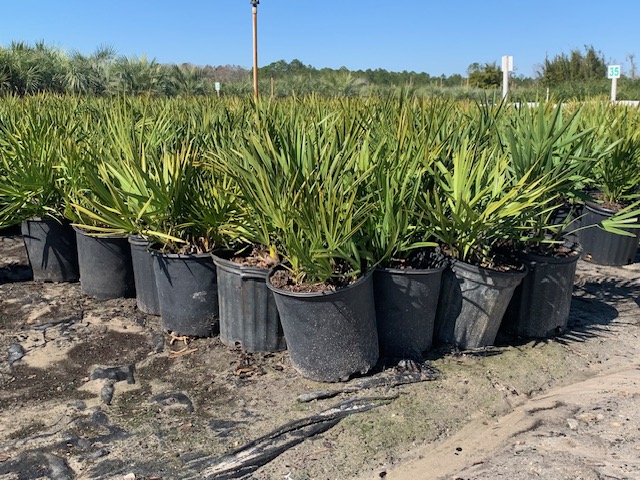 serenoa-repens-saw-palmetto