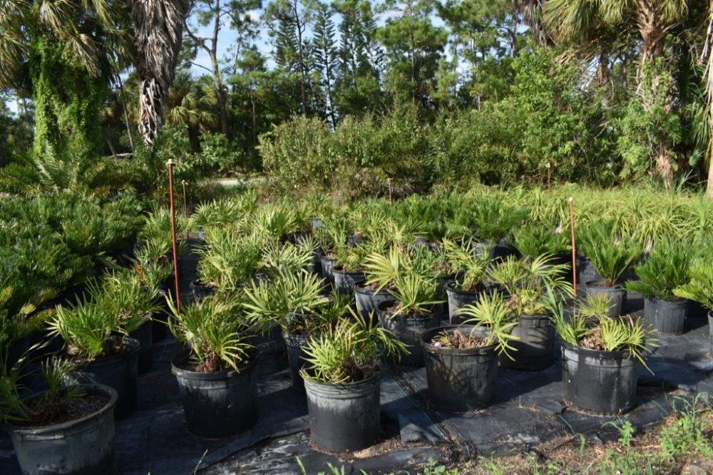 serenoa-repens-saw-palmetto