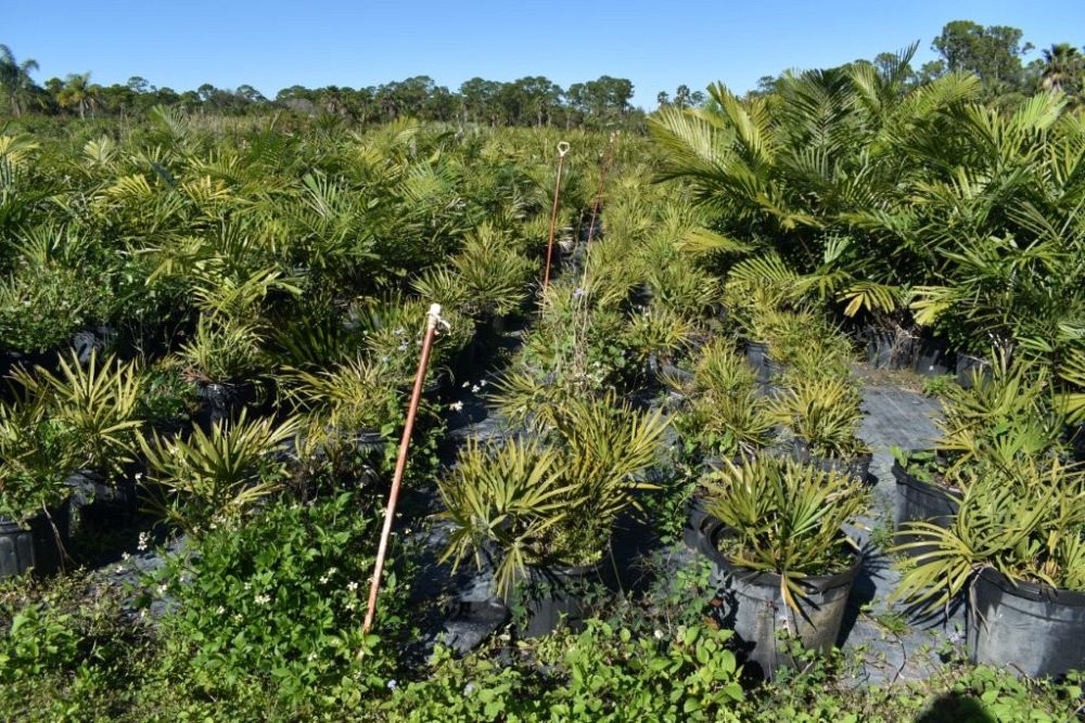 serenoa-repens-saw-palmetto