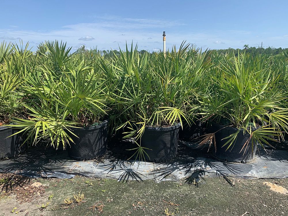 serenoa-repens-saw-palmetto