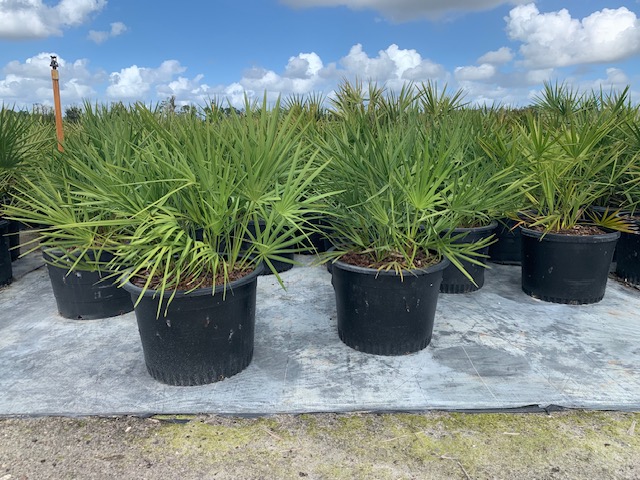 serenoa-repens-saw-palmetto