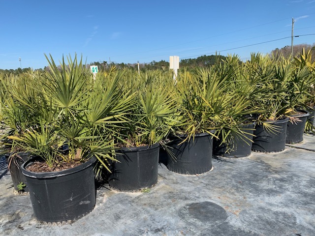 serenoa-repens-saw-palmetto