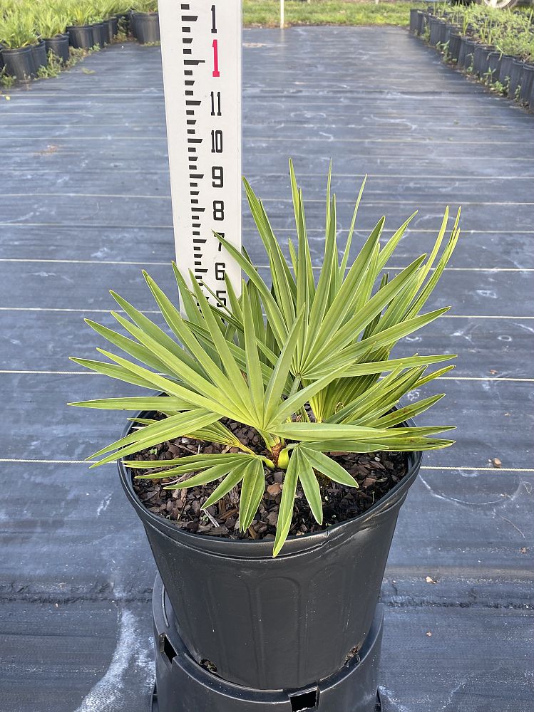 serenoa-repens-saw-palmetto