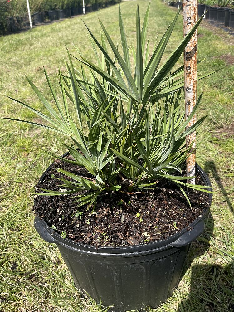 serenoa-repens-saw-palmetto