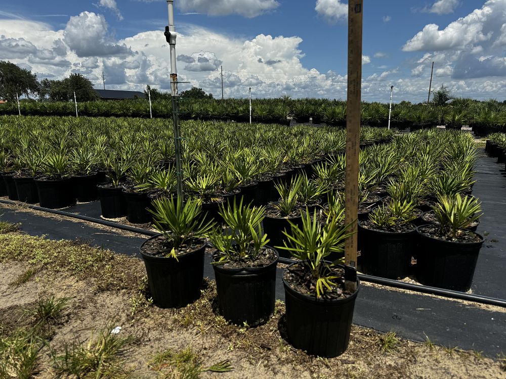 serenoa-repens-saw-palmetto