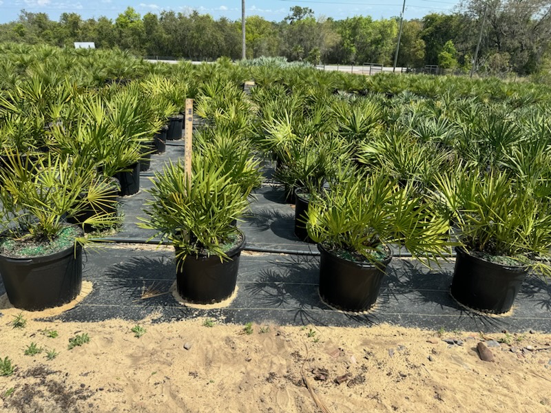 serenoa-repens-saw-palmetto