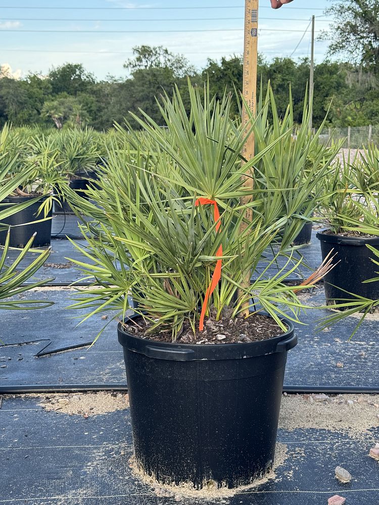 serenoa-repens-saw-palmetto