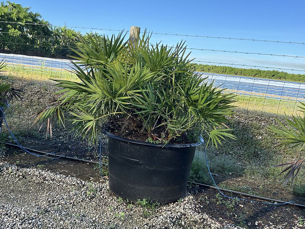 serenoa-repens-saw-palmetto