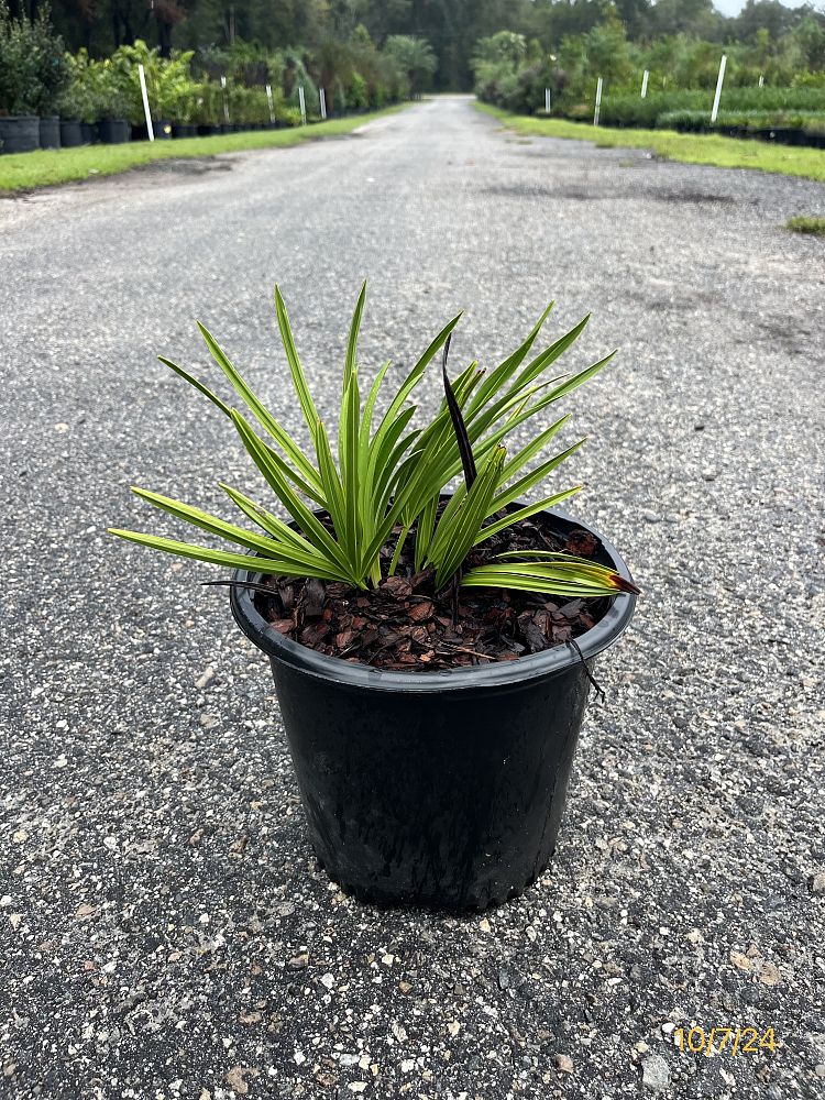 serenoa-repens-saw-palmetto