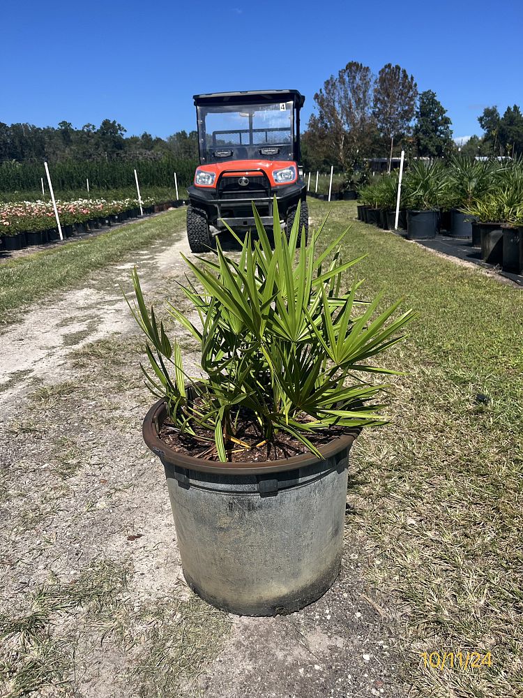 serenoa-repens-saw-palmetto