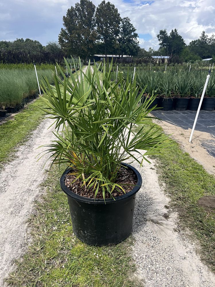 serenoa-repens-saw-palmetto