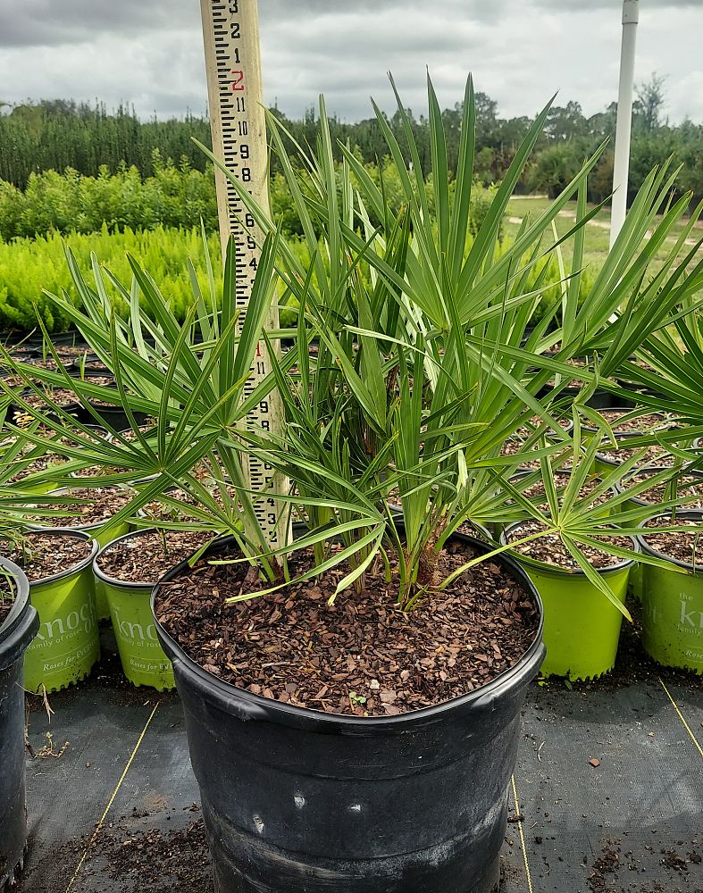 serenoa-repens-saw-palmetto