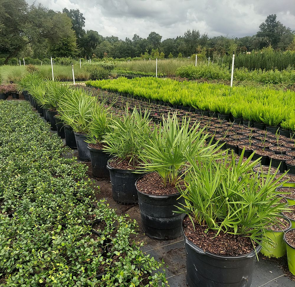 serenoa-repens-saw-palmetto