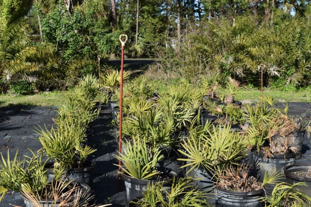 serenoa-repens-saw-palmetto