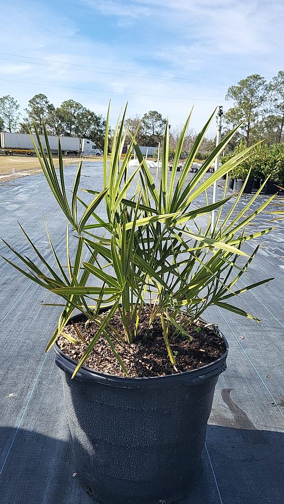 serenoa-repens-saw-palmetto