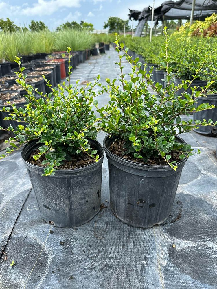 serissa-japonica-cotoneaster-snowrose-serissa-foetida