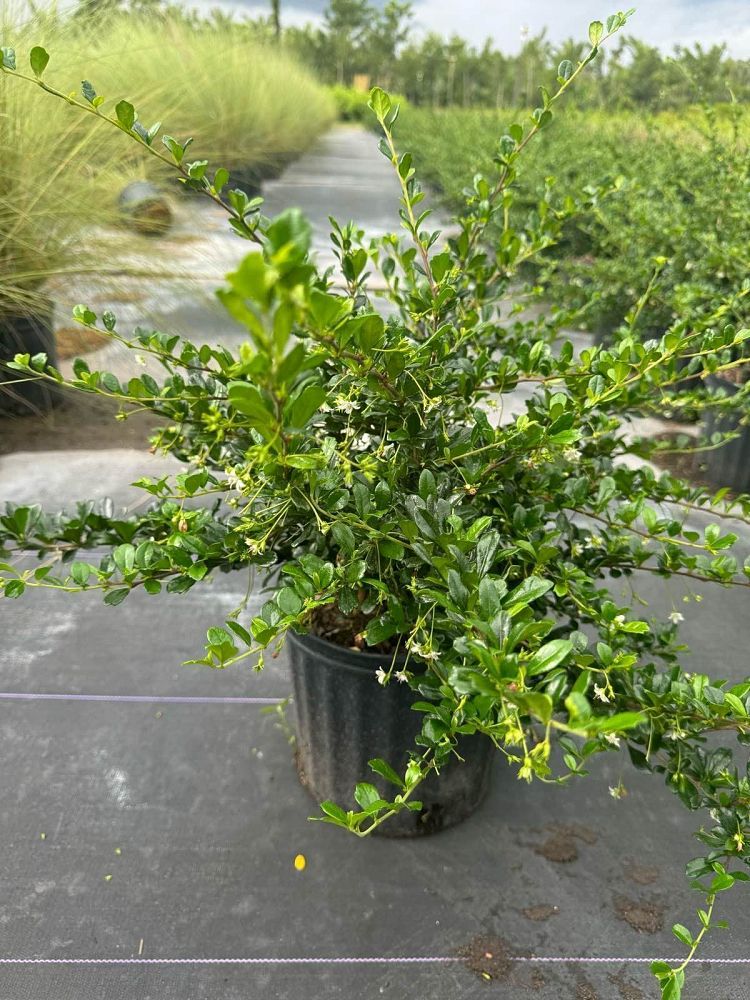 serissa-japonica-cotoneaster-snowrose-serissa-foetida