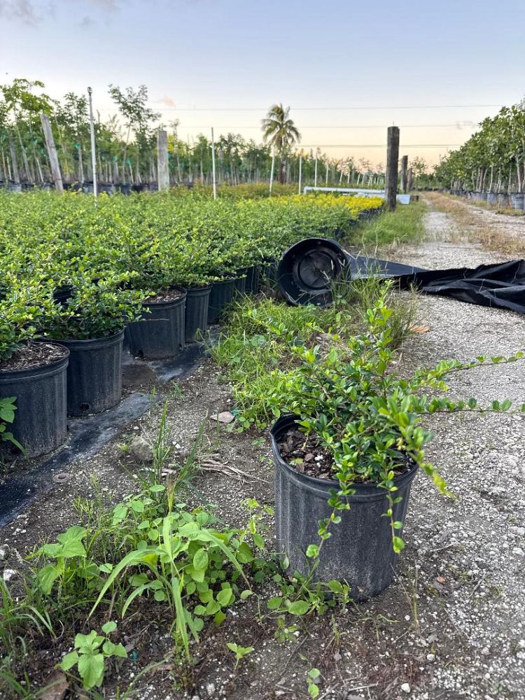 serissa-japonica-cotoneaster-snowrose-serissa-foetida