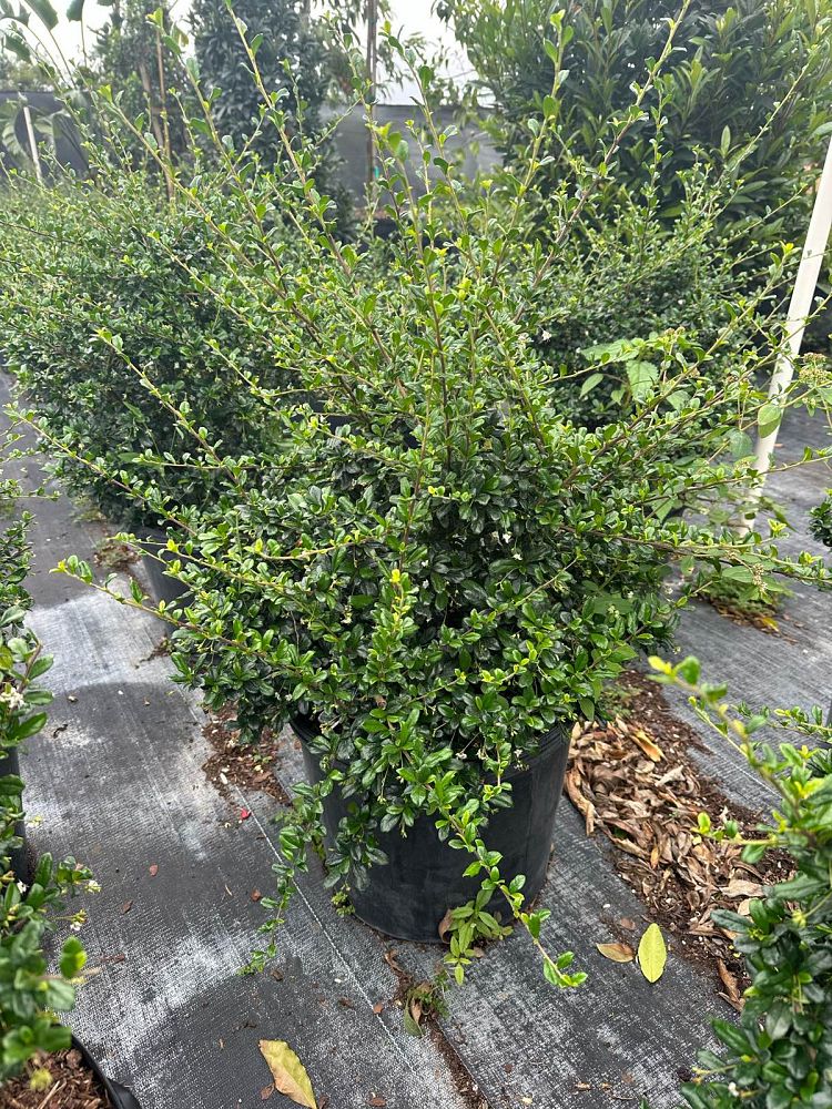 serissa-japonica-cotoneaster-snowrose-serissa-foetida