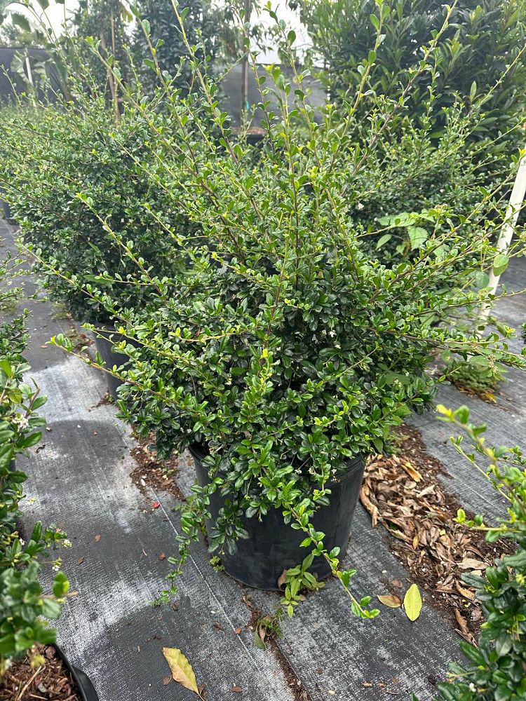 serissa-japonica-cotoneaster-snowrose-serissa-foetida