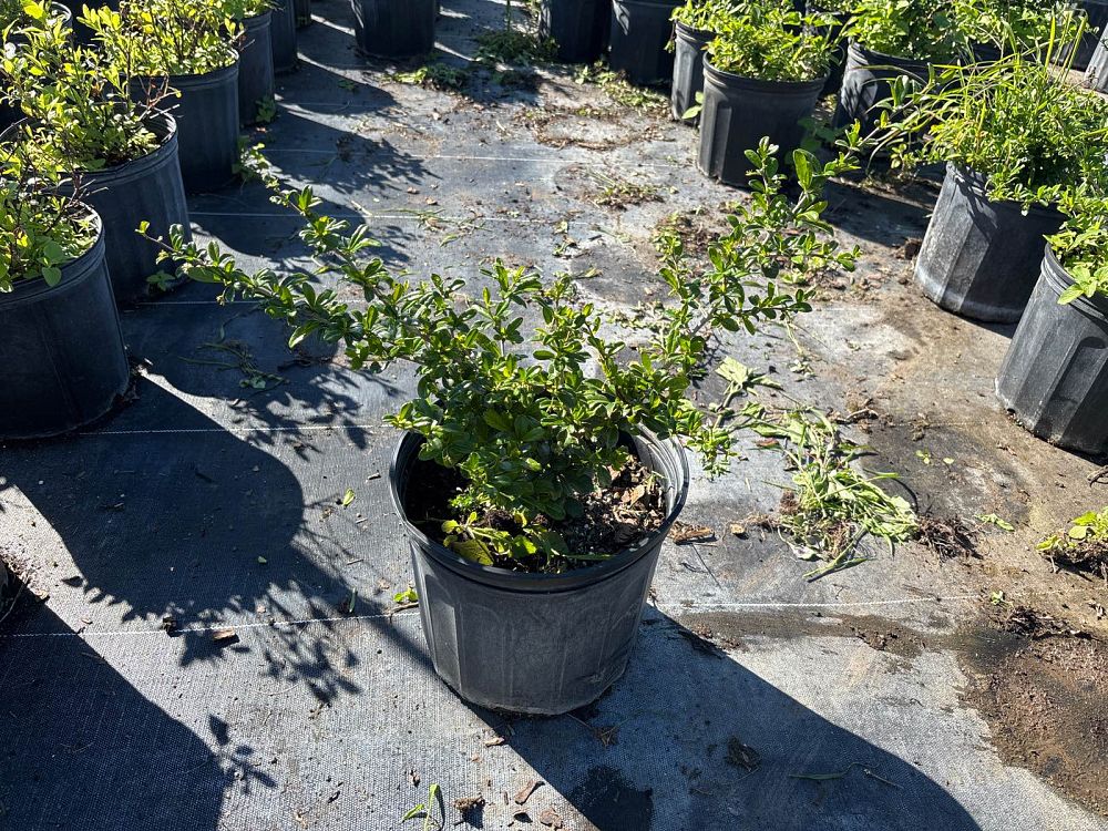 serissa-japonica-cotoneaster-snowrose-serissa-foetida