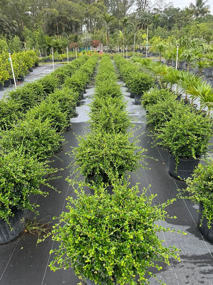 serissa-japonica-cotoneaster-snowrose-serissa-foetida