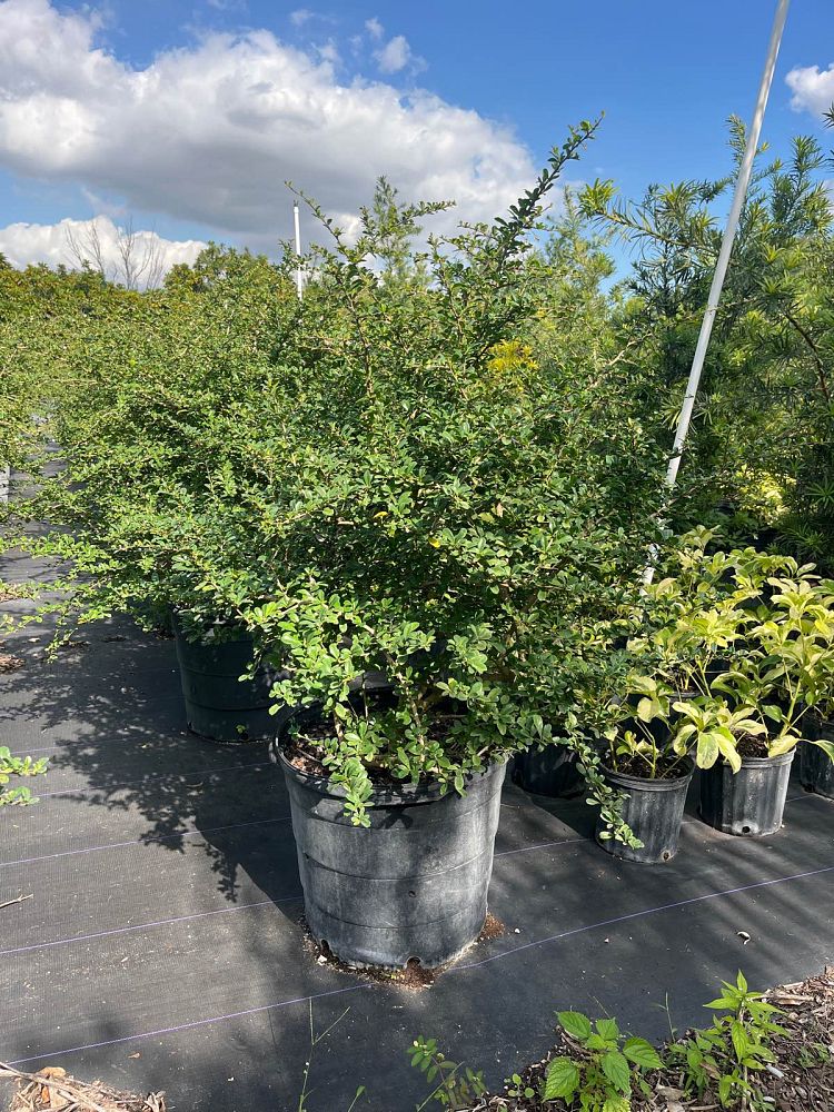 serissa-japonica-cotoneaster-snowrose-serissa-foetida