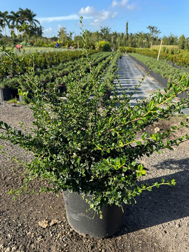 serissa-japonica-cotoneaster-snowrose-serissa-foetida