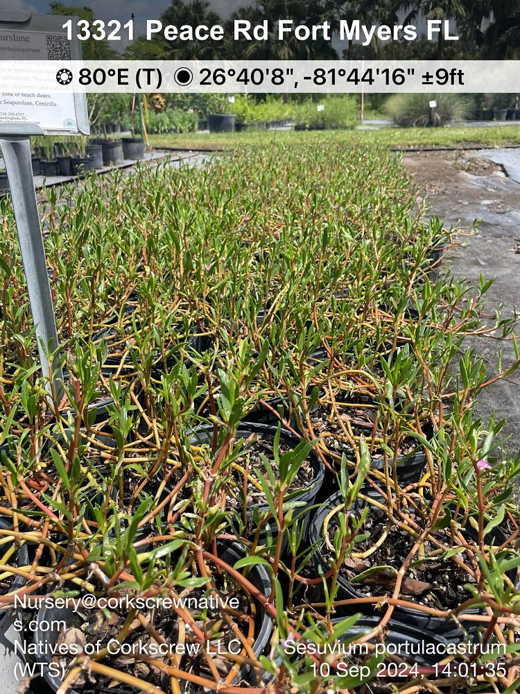 sesuvium-portulacastrum-sea-purslane